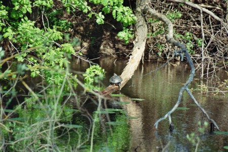 Sumpfschildkröte an der Rittscheinmündung